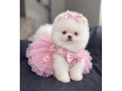 Kar beyaz pomeranian boo ayi surat rezerve acik