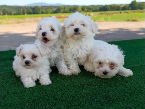 Maltese yavrularımız