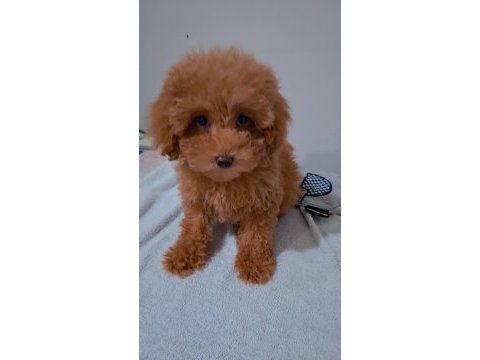 Teddy bear surat yavru poodle