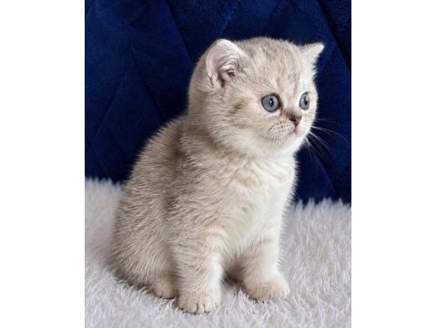 British shorthair silver yavrular