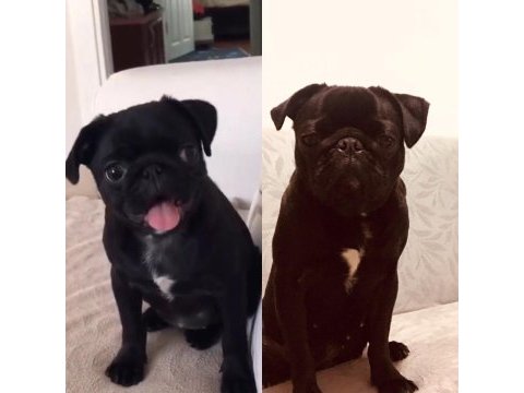 Sahibinden ücretli dişi pug daha bir yaşında