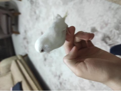 Ele alıştırmalık muhabbet kuşu yavruları