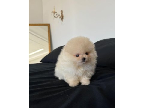 Teddy bear pomeranian yavruları