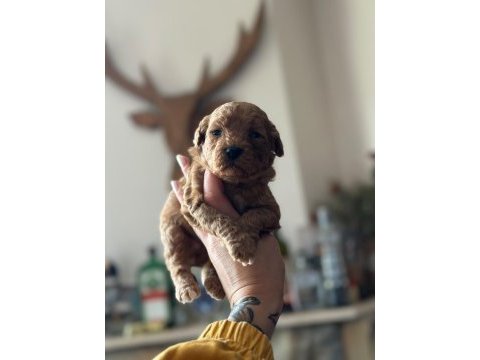 Irk garantili toy poodle bebekler