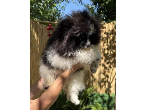 Pomeranian boo bicolor erkek uygun