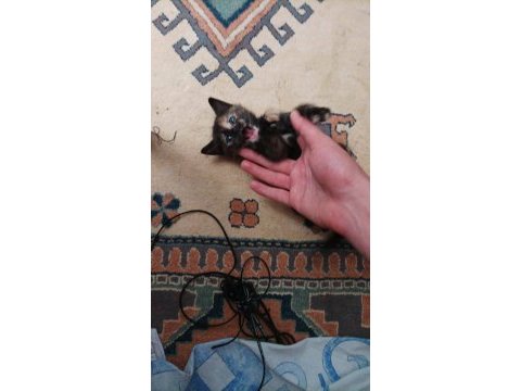 Çalıştığımdan kızıma (dişi kedime) bakamıyorum