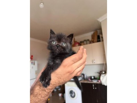 British shorthair