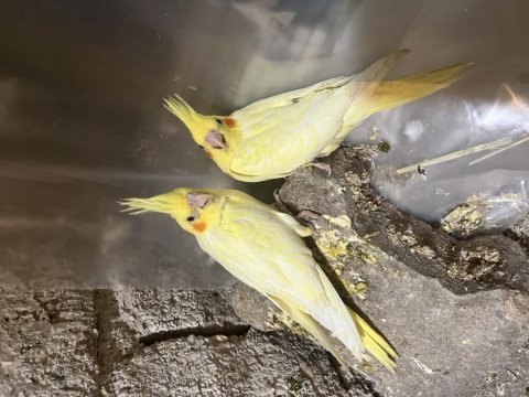Uysal yeni yeme düşmüş sultan papaganı ev üretimi