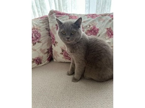 British shorthair 8 aylık