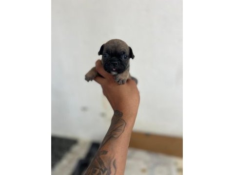 Lilac tan blue tan ve fawn french bulldog yavrular