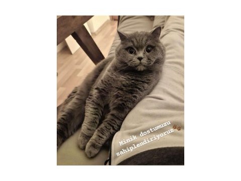 Minik dost kedimizi sahiplendirmek istiyoruz
