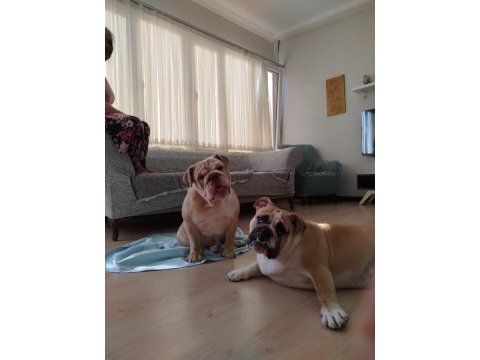 İngiliz bulldog 11 aylık erkek