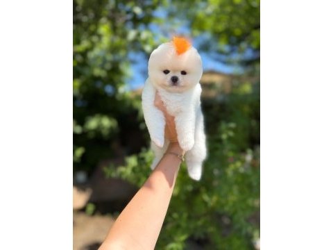 Orjinal pomeranian boo