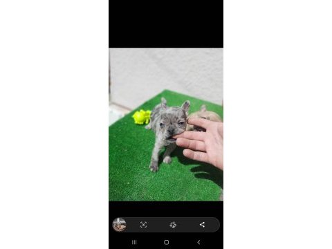 French bulldog