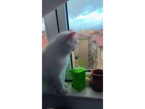 British shorthair cinsi beyaz kedimiz