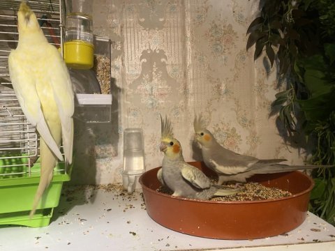 Anne 2 yaşında ve 2 adet yavru 2 aylık sultan