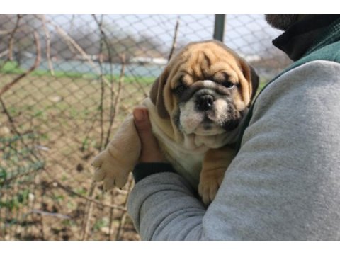 Üst düzey ingiliz bulldog yavrular