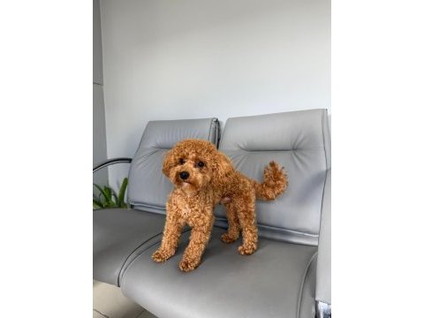 Köpeğimize eş arıyoruz