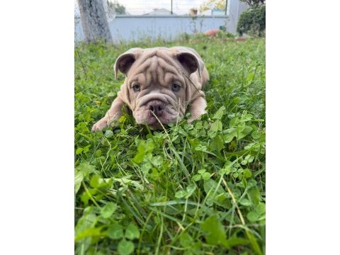 Türkiye de tek english bulldog