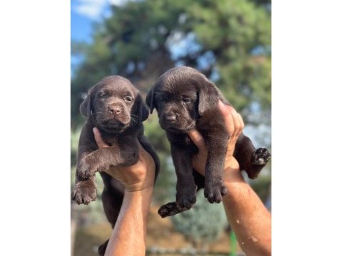Labrador redriever sevimli yavrular ruhsatlı çiftlik 