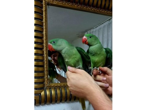Bebek alexander yeme düştu evcil