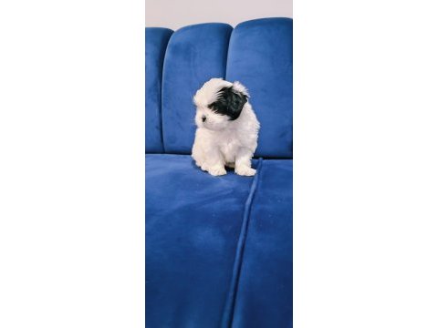 Shih tzu bebekler yeni yuvalarını arıyorlar