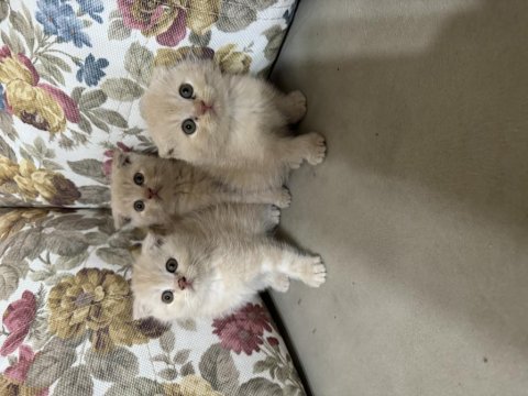 Safkan scottish fold bebekler