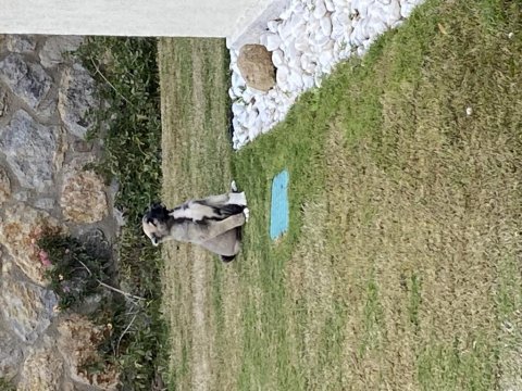 Kangal aslan pusat için hak ettiği bir yuva