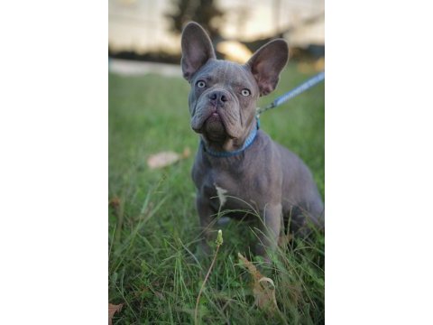 Lilac erkek french bulldog