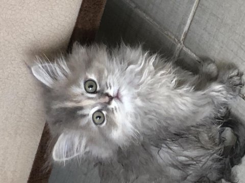 Kendi kedimin yavruları sağlıklı ırk ve genlere sahip