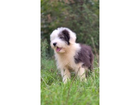 Trde nadir ırklardan bobtail yavrularımız