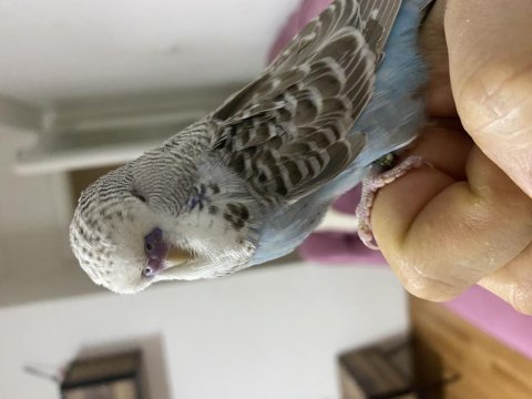 Evde baktığım muhabbet kuşu