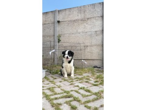 Siyah beyaz border collie yavrular