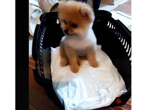 Yer sıkıntısından 3 aylık pomeranian uygun fiyat vereceğim