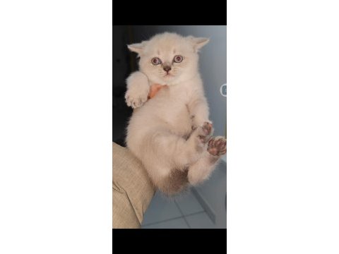 British shorthair yavrumuz