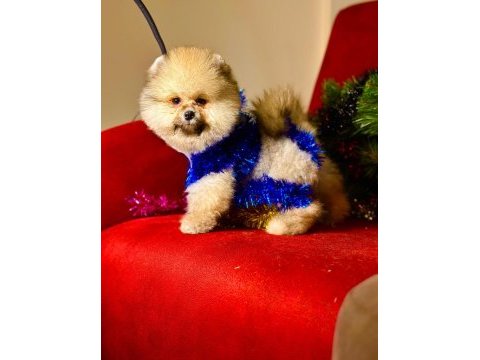 Pomeranian boo teddy surat yavrularımız