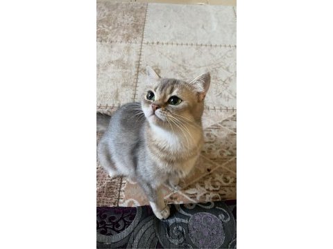 3 yaşında british shorthair dişi