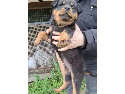 Son yavrum orijinal kaliteli rottweiler