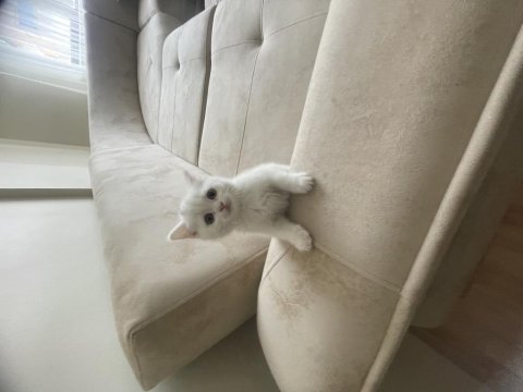 Bembeyaz iki aylık erkek british shorthair yavrumuz