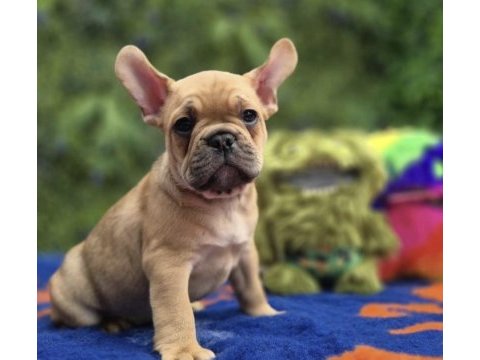 French bulldog köpeği