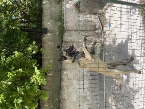 Belçika malinois maskeli
