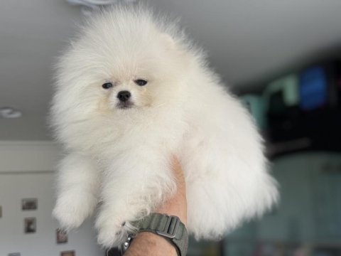 Tea cup kar beyaz pomeranian yavrumuz