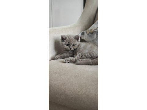 British shorthair 50 günlük