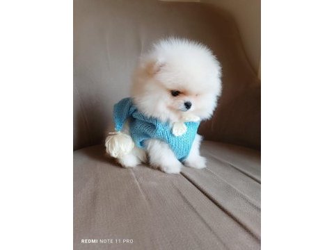 Pomeranian boo iki aylık erkek köpeğimiz
