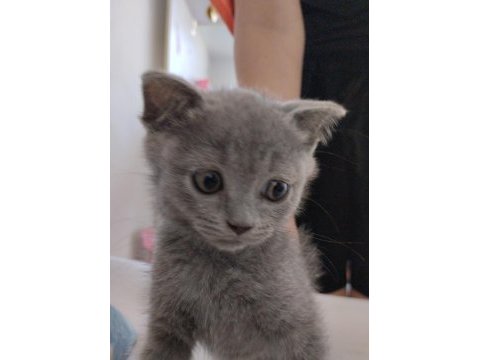 British shorthair