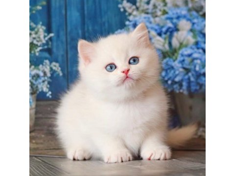 Kar beyaz silver british shorthair 