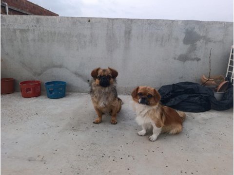 Aile pekinez