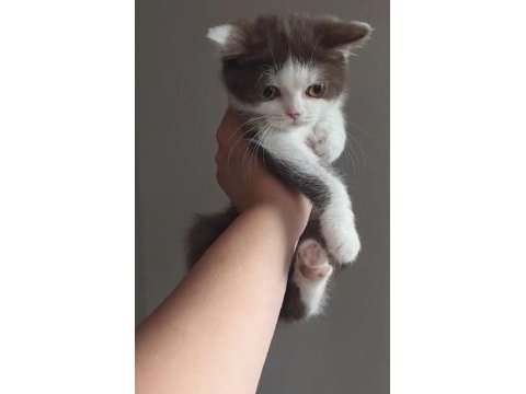 Çikolata aşkı kedimiz