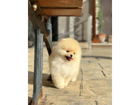 Pomeranian boo yavrumuz “carlos”