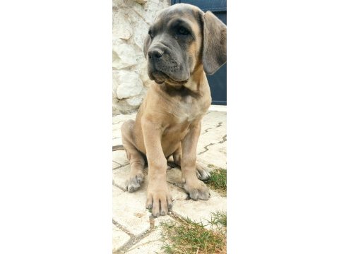 Saf kan mükemmel yavrular cane corso